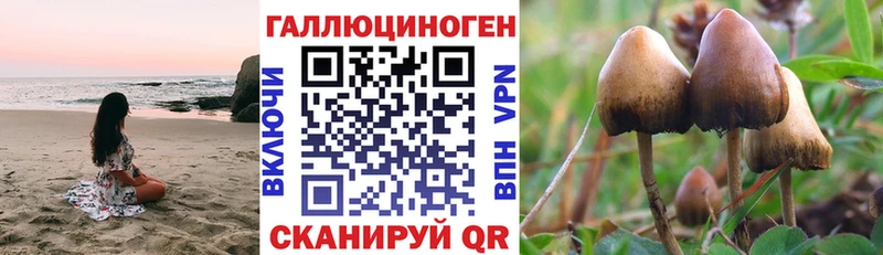 Псилоцибиновые грибы Cubensis  где продают наркотики  кракен вход  Зея 